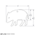 feral hog piglet dimensions