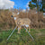 Full-size whitetail deer target painted to look realistic